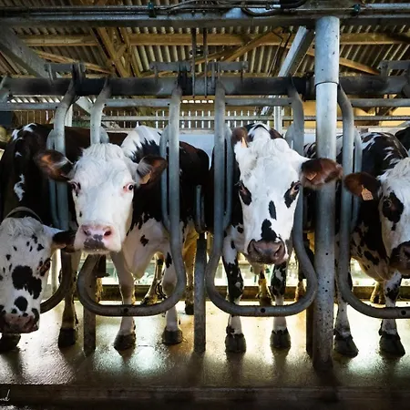 De France - Le Des Saveurs Le Tot